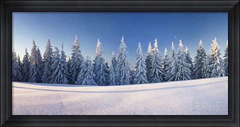 Framed Snow covered trees on a landscape, Belchen Mountain, Black Forest, Baden-Wurttemberg, Germany Print