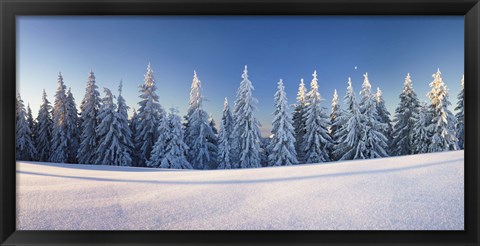 Framed Snow covered trees on a landscape, Belchen Mountain, Black Forest, Baden-Wurttemberg, Germany Print