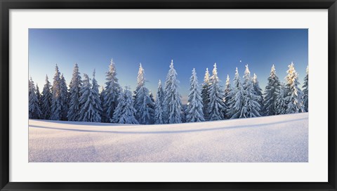 Framed Snow covered trees on a landscape, Belchen Mountain, Black Forest, Baden-Wurttemberg, Germany Print
