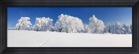 Framed Snow covered Common Beech (Fagus Silvatica) trees, Schauinsland, Black Forest, Baden-Wurttemberg, Germany Print