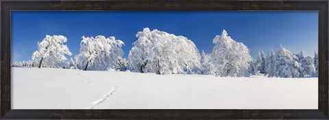 Framed Snow covered Common Beech (Fagus Silvatica) trees, Schauinsland, Black Forest, Baden-Wurttemberg, Germany Print