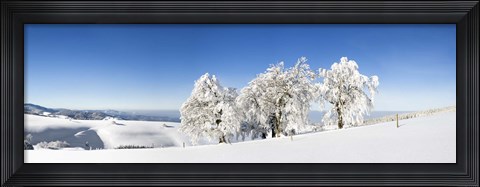 Framed Snow covered trees, Schauinsland, Black Forest, Baden-Wurttemberg, Germany Print