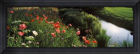 Framed Wildflowers, Crakehall Beck, Crakehall, North Yorkshire, England Print