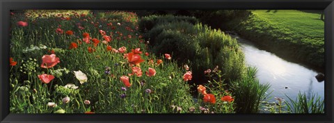 Framed Wildflowers, Crakehall Beck, Crakehall, North Yorkshire, England Print