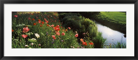 Framed Wildflowers, Crakehall Beck, Crakehall, North Yorkshire, England Print