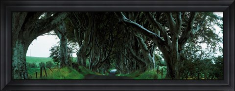 Framed Trees at the Dark Hedges, Armoy, County Antrim, Northern Ireland Print