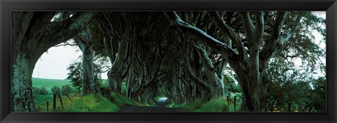 Framed Trees at the Dark Hedges, Armoy, County Antrim, Northern Ireland Print