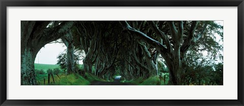 Framed Trees at the Dark Hedges, Armoy, County Antrim, Northern Ireland Print
