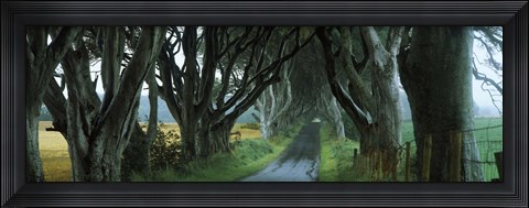 Framed Road at the Dark Hedges, Armoy, County Antrim, Northern Ireland Print