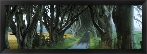 Framed Road at the Dark Hedges, Armoy, County Antrim, Northern Ireland Print