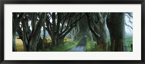 Framed Road at the Dark Hedges, Armoy, County Antrim, Northern Ireland Print