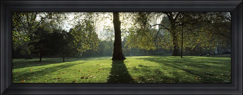 Framed Trees in a park, St. James&#39;s Park, Westminster, London, England Print