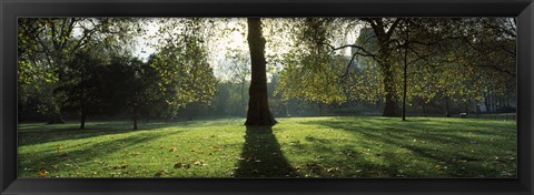 Framed Trees in a park, St. James&#39;s Park, Westminster, London, England Print