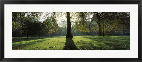 Framed Trees in a park, St. James&#39;s Park, Westminster, London, England Print