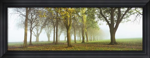 Framed Trees in a park during fog, Wandsworth Park, Putney, London, England Print