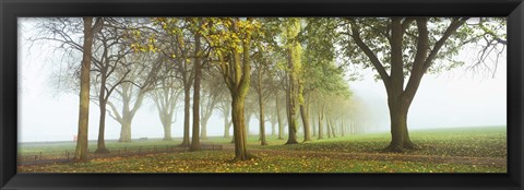 Framed Trees in a park during fog, Wandsworth Park, Putney, London, England Print