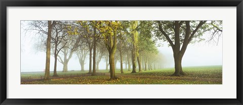 Framed Trees in a park during fog, Wandsworth Park, Putney, London, England Print