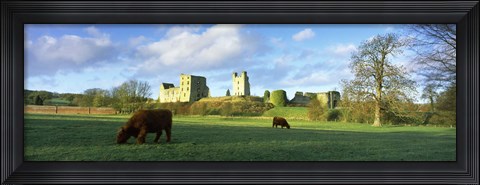 Framed Highland cattle grazing in a field, Helmsley Castle, Helmsley, North Yorkshire, England Print