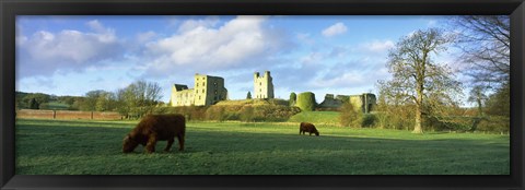 Framed Highland cattle grazing in a field, Helmsley Castle, Helmsley, North Yorkshire, England Print