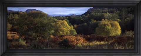 Framed Trees on a mountain, Glen Carron, Highlands Region, Inverness-Shire, Scotland Print