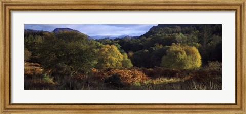 Framed Trees on a mountain, Glen Carron, Highlands Region, Inverness-Shire, Scotland Print