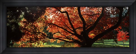 Framed Acer tree in a garden, Thorp Perrow Arboretum, Bedale, North Yorkshire, England Print