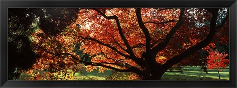 Framed Acer tree in a garden, Thorp Perrow Arboretum, Bedale, North Yorkshire, England Print