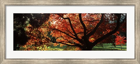 Framed Acer tree in a garden, Thorp Perrow Arboretum, Bedale, North Yorkshire, England Print
