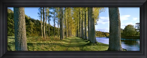 Framed Poplar Treelined at the riverside, River Tweed, Maxton, Newtown St. Boswells, Scotland Print