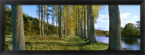 Framed Poplar Treelined at the riverside, River Tweed, Maxton, Newtown St. Boswells, Scotland Print