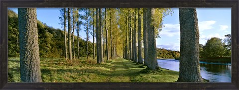 Framed Poplar Treelined at the riverside, River Tweed, Maxton, Newtown St. Boswells, Scotland Print