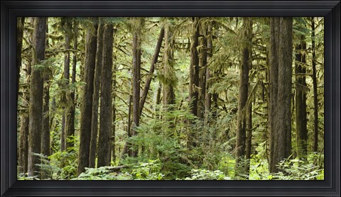 Framed Trees in a forest, Quinault Rainforest, Olympic National Park, Washington State Print