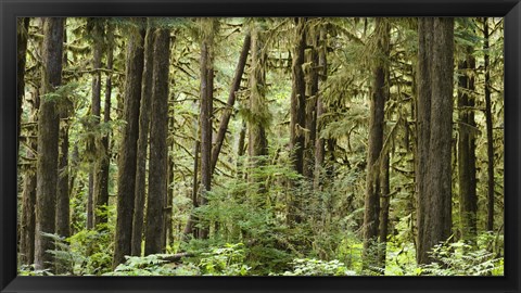 Framed Trees in a forest, Quinault Rainforest, Olympic National Park, Washington State Print