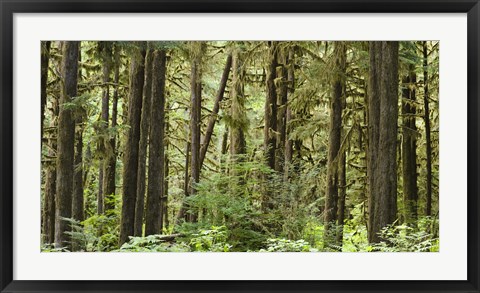 Framed Trees in a forest, Quinault Rainforest, Olympic National Park, Washington State Print