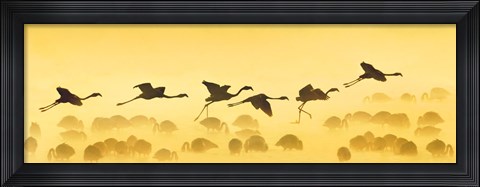 Framed Flamingos landing, Kenya Print