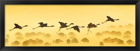 Framed Flamingos landing, Kenya Print