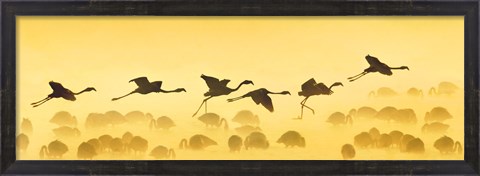 Framed Flamingos landing, Kenya Print