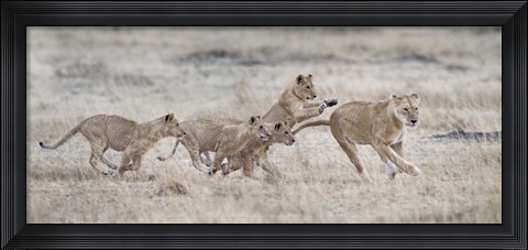 Framed Lioness (Panthera leo) and cubs at play, Kenya Print
