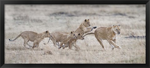 Framed Lioness (Panthera leo) and cubs at play, Kenya Print