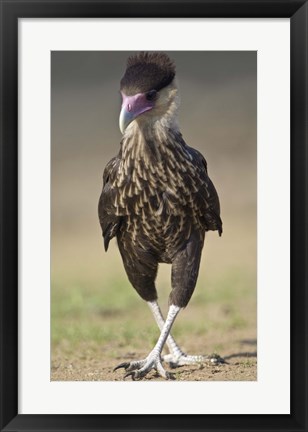 Framed Close-up of a Crested caracara (Polyborus plancus), Brazil Print