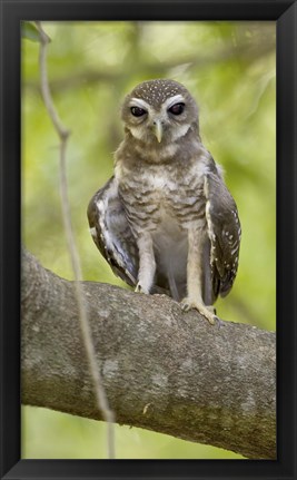 Framed Close-up of White-Browed Hawk Owl (Ninox superciliaris), Madagascar Print