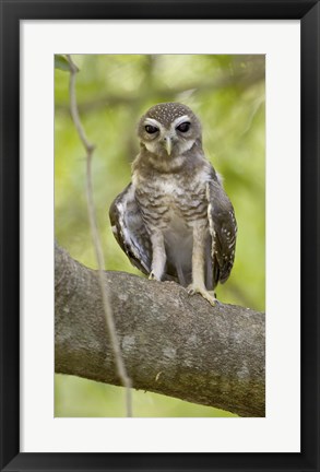 Framed Close-up of White-Browed Hawk Owl (Ninox superciliaris), Madagascar Print