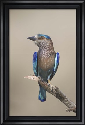 Framed Close-up of an Indian roller (Coracias benghalensis), India Print