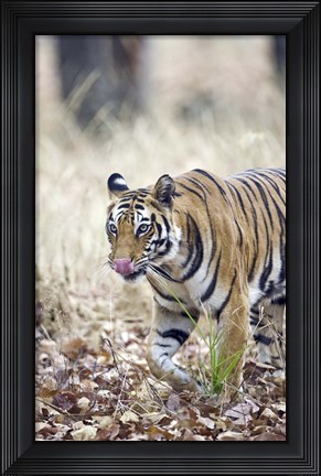 Framed Bengal tiger (Panthera tigris tigris) in a forest, India Print