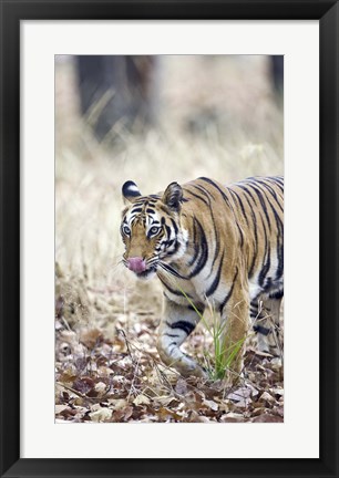 Framed Bengal tiger (Panthera tigris tigris) in a forest, India Print