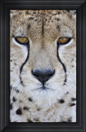 Framed Close-up of a cheetah (Acinonyx jubatus), Tanzania Print