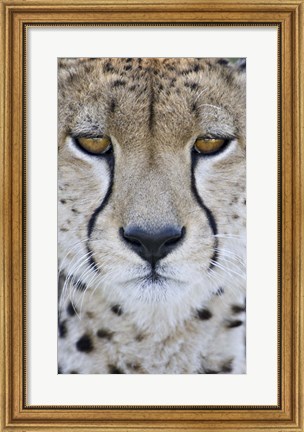 Framed Close-up of a cheetah (Acinonyx jubatus), Tanzania Print