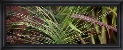 Framed Dew drops on grass Print