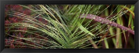 Framed Dew drops on grass Print