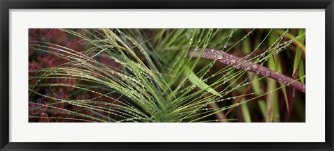 Framed Dew drops on grass Print